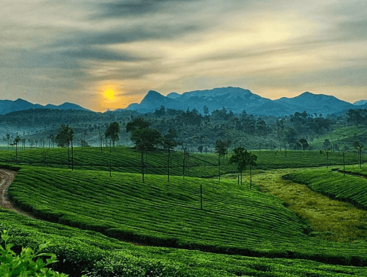 Ooty