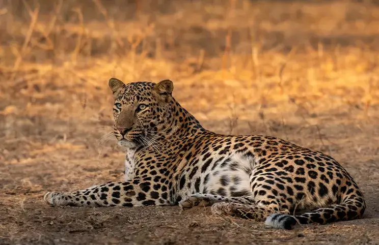 Jawai Leopard Reserve