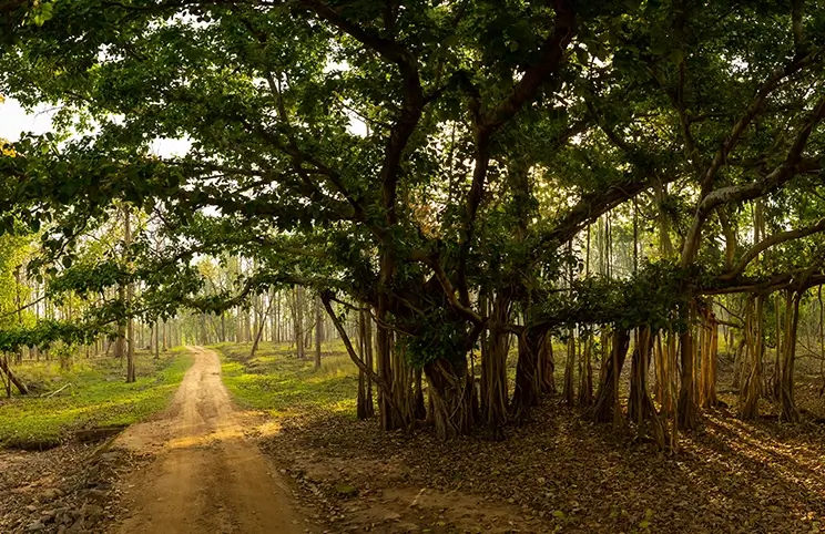 Pench National Park