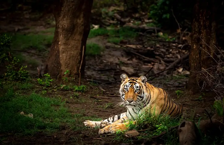 Sariska Tiger Reserve