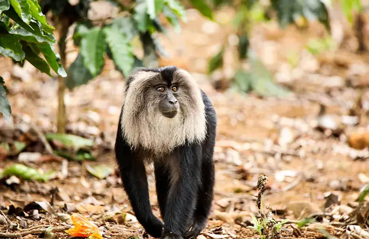 Anamalai Wildlife Sanctuary