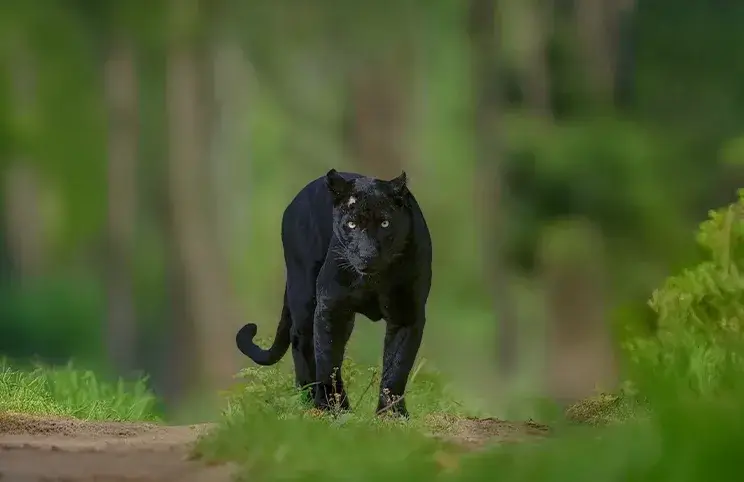 Nagarhole National Park