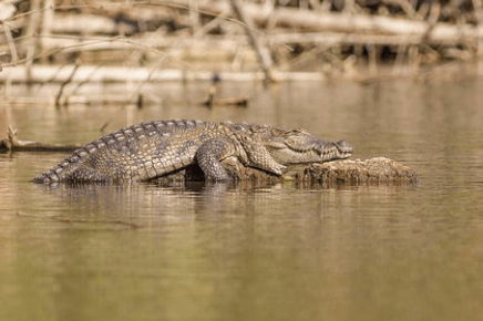 Goa Crocodiles and Spice Plantation Tour