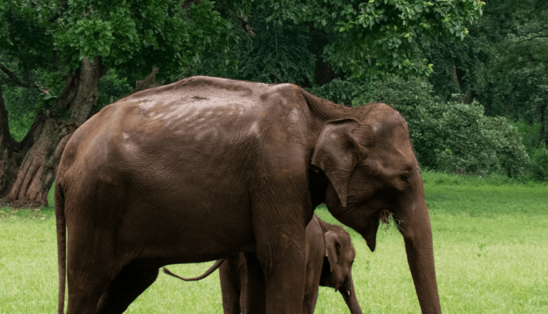 Wildlife Adventures