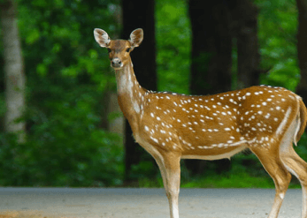  10 Places to Visit in Madhya Pradesh for Wildlife Experiences